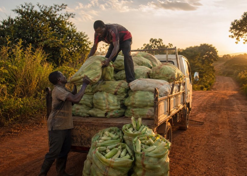 Sacks of harvested maize being loaded onto a truck on a laterite road