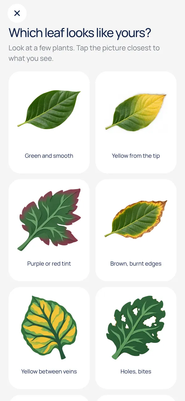 Leaf check: which leaf looks like yours?